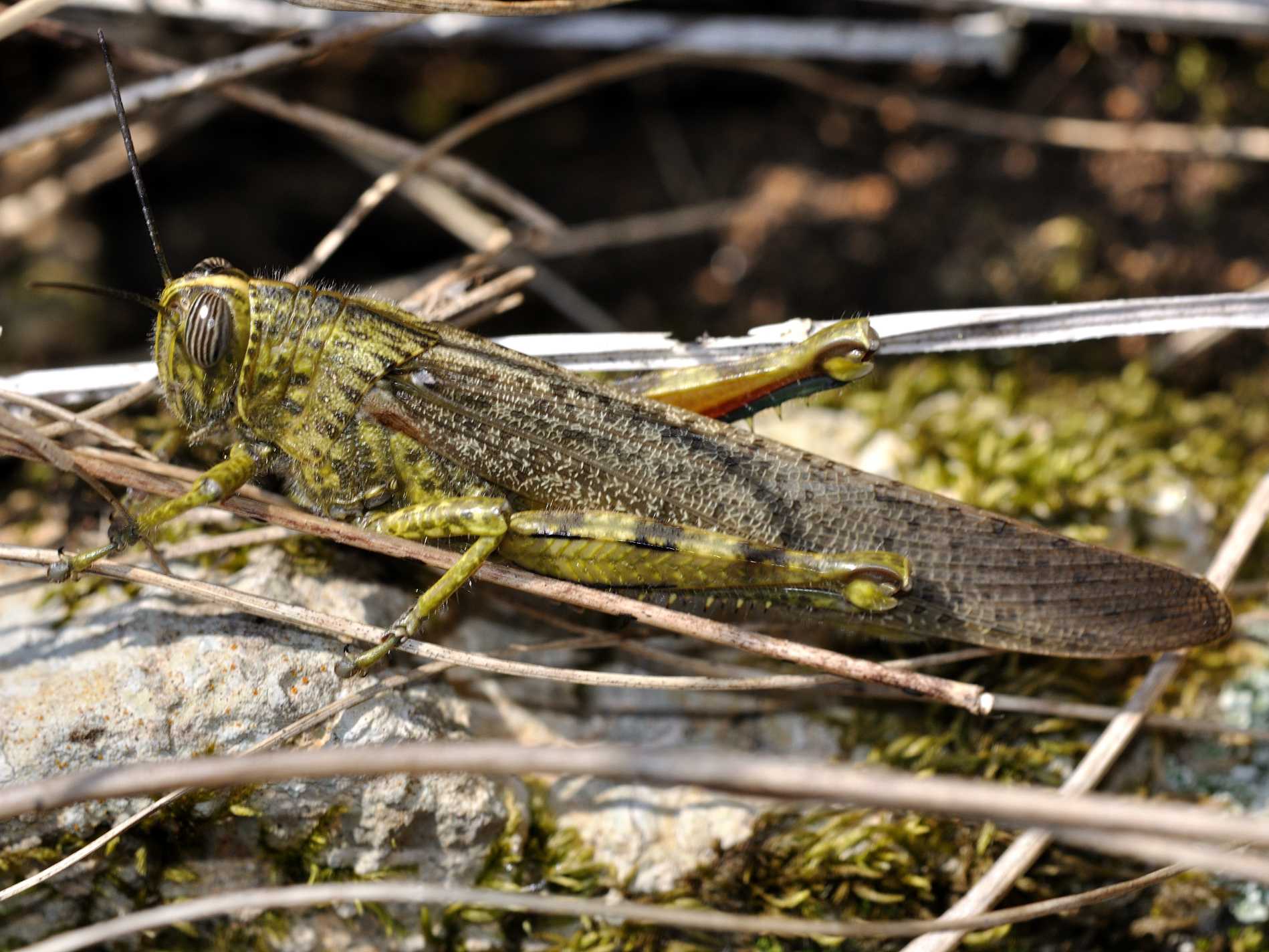 Acrididae - Anacridium aegyptium ?